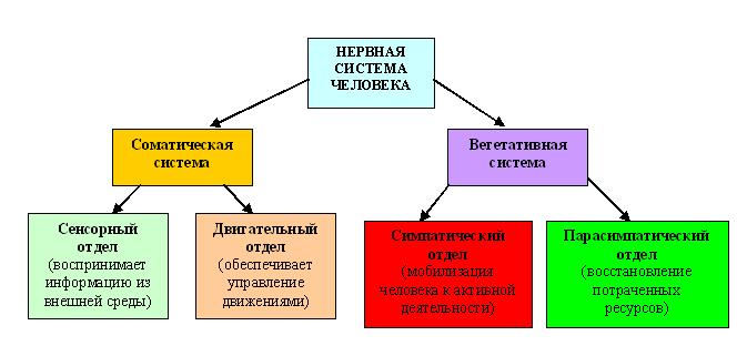 нервная система человека схема